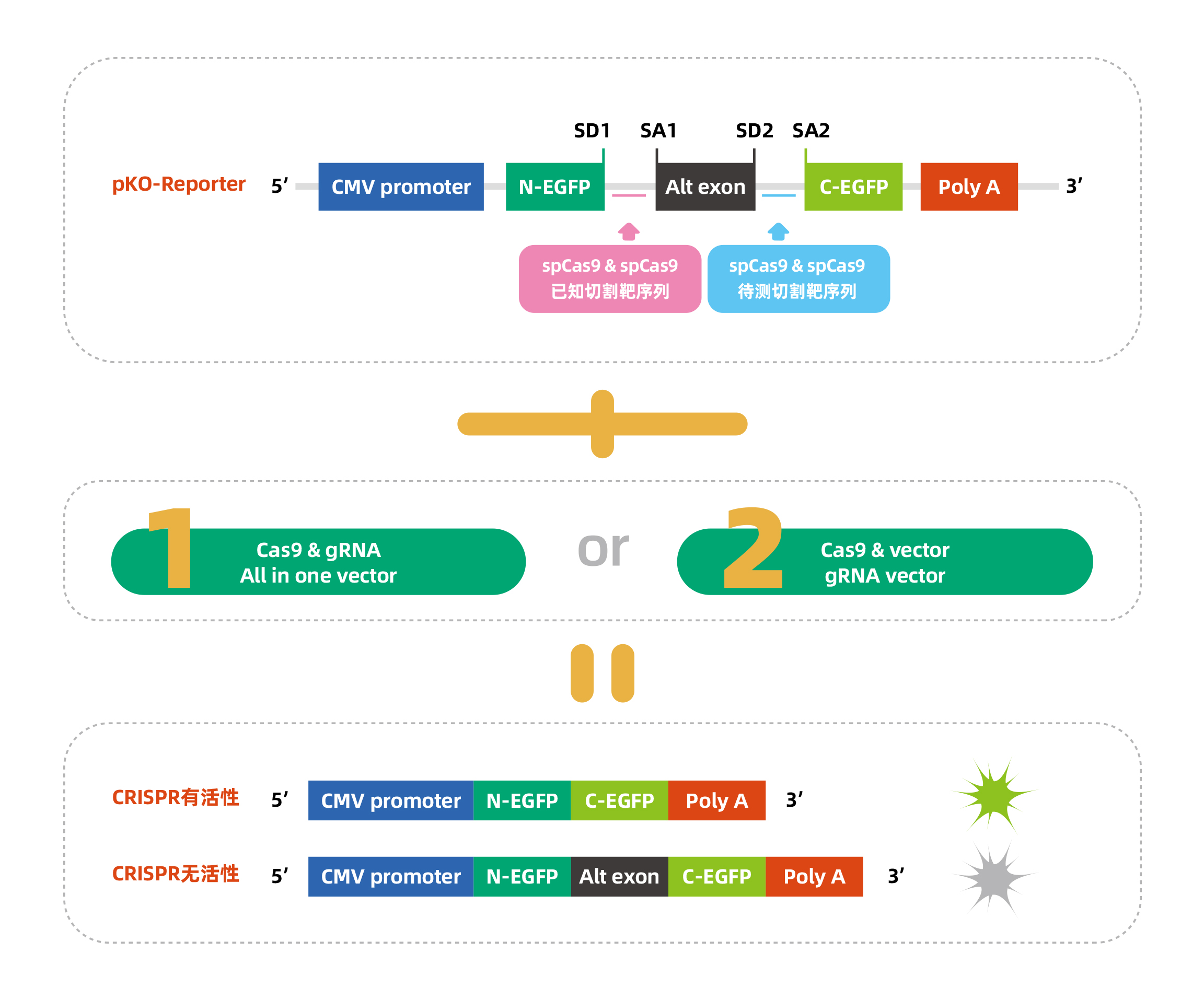 維真生物CRISPR/Cas9熒光法檢測(cè)敲除效果設(shè)計(jì)策略