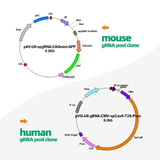 【維真生物】spCas9和saCas9