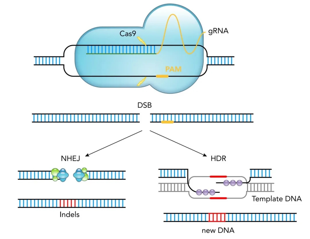 【維真生物】CRISPR/Cas9基因編輯系統(tǒng)