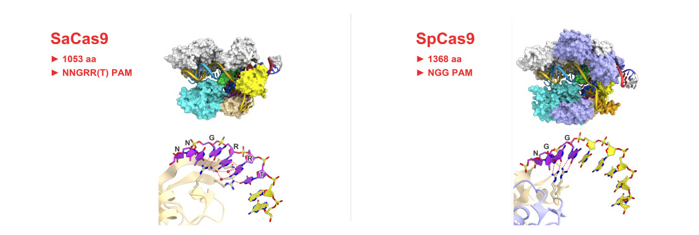 【維真生物】spCas9和saCas9
