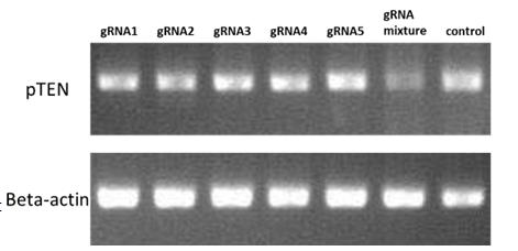 圖1：gRNAs mix組較其他組的靶基因mRNA降低更低