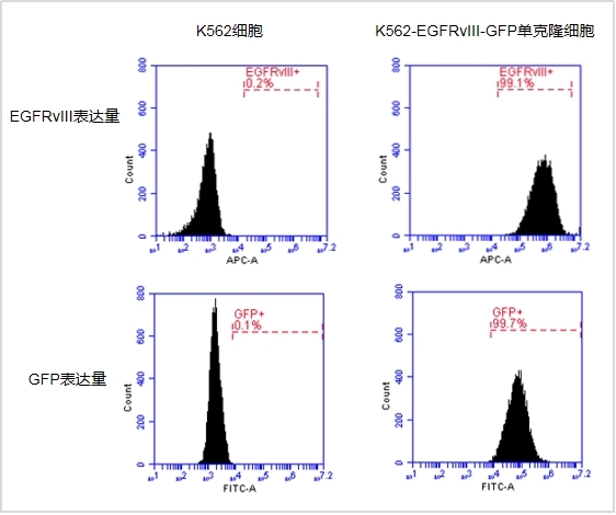 【維真生物-殺傷靶細胞】GFP陽性細胞存活率檢測